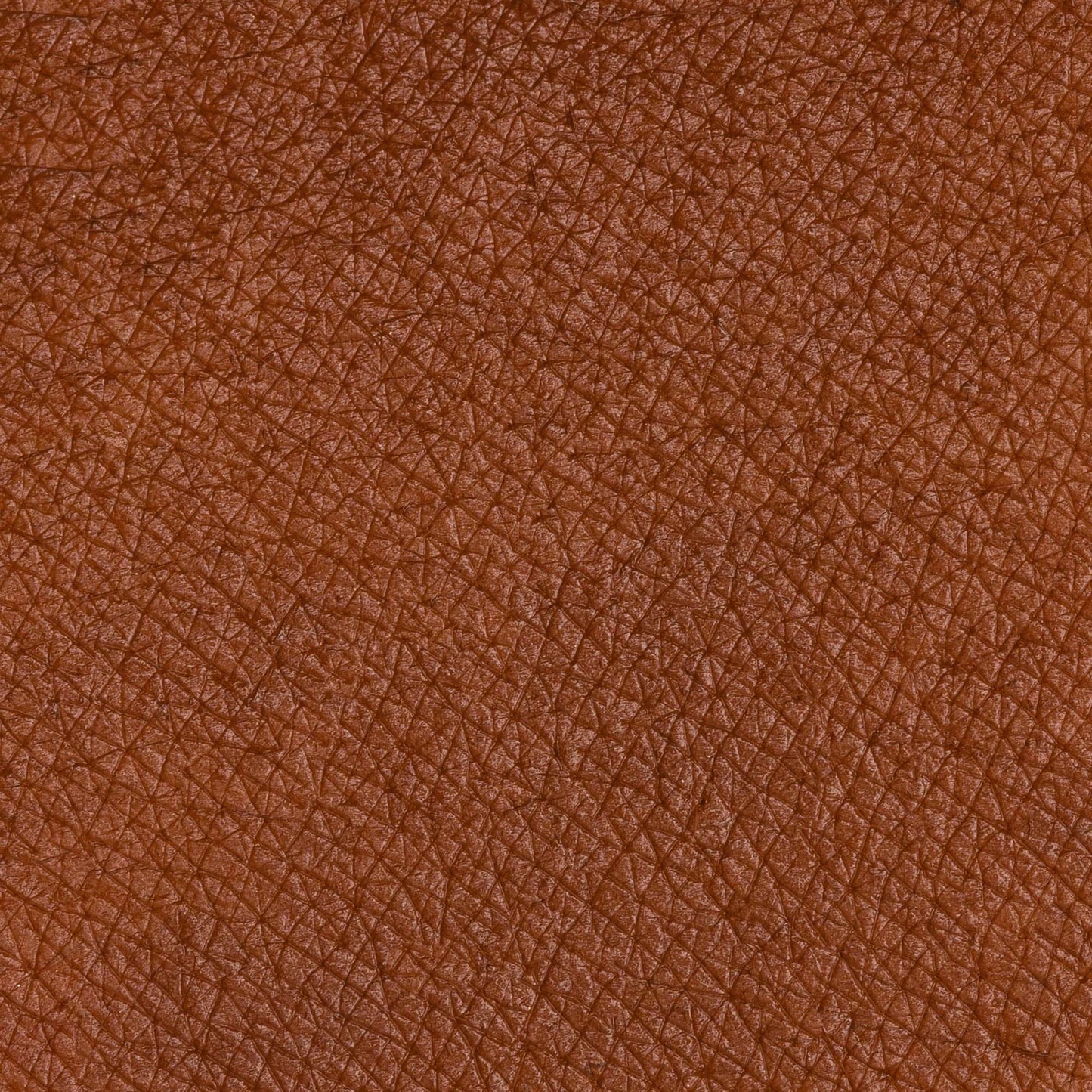 PASTELLO OCCHI QUOKKA